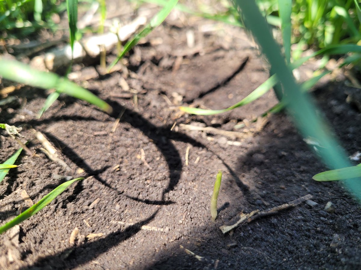 Hoo_Is_The_Owl's tweet photo. Out on the Hunt for Wild Oats! 
Avadex® is making them hard to find! #Scrapeback #Thursday #ThrowbackThursday #Avadex
#WildOats https://t.co/23gVCzfglE