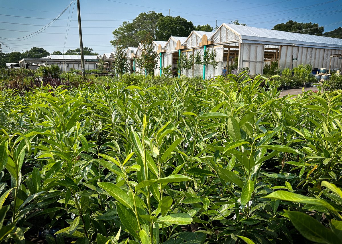 For the next week (that's June 15th), we are offering all Schip laurels and bagged EarthMix® Landscape™ at 30% off! Additionally, all vegetable plants are FREE, 1 flat per BatesRewards member, while supplies last!

Read the new blog "Schip Thirty" here: zurl.co/Ik4k