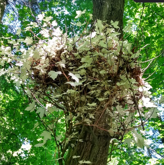 Any botanists know why this tree near <a href="/uvic/">UniversityOfVictoria</a> has bright white leaves? The leaves higher up on the tree were green.