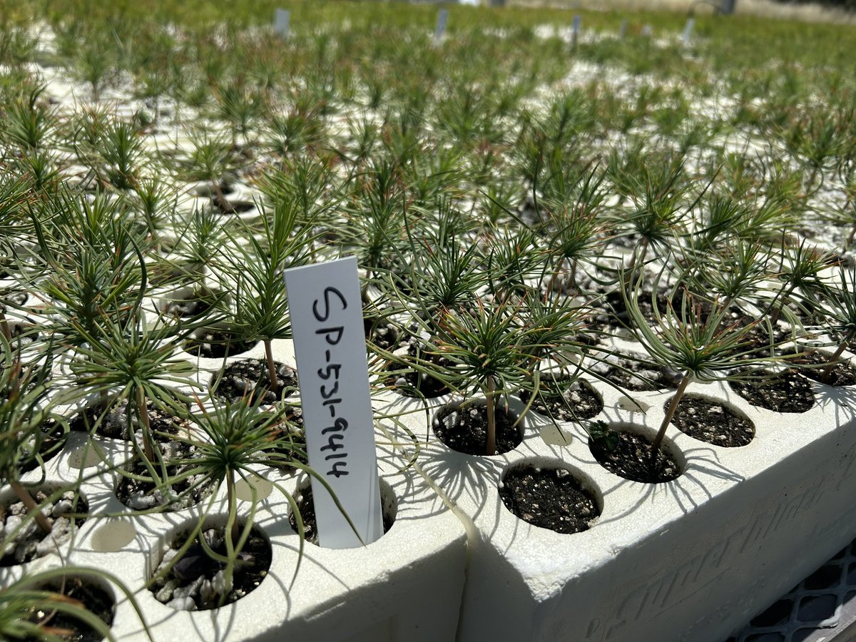 JadDaley's tweet photo. To reforest the growing expanse of burned areas across western 🇺🇸, we need more 🌲 seedlings. But to grow them we must ramp up cone collection so we can extract enough seeds. Our new California Cone Corps is creating the workforce to do it & expanding nursery capacity to turn seeds into seedlings.
@AmericanForests 
#Wildfires #Forests4Climate