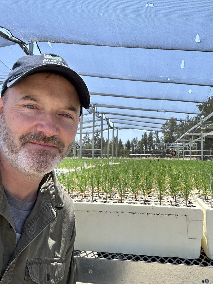 JadDaley's tweet photo. To reforest the growing expanse of burned areas across western 🇺🇸, we need more 🌲 seedlings. But to grow them we must ramp up cone collection so we can extract enough seeds. Our new California Cone Corps is creating the workforce to do it & expanding nursery capacity to turn seeds into seedlings.
@AmericanForests 
#Wildfires #Forests4Climate