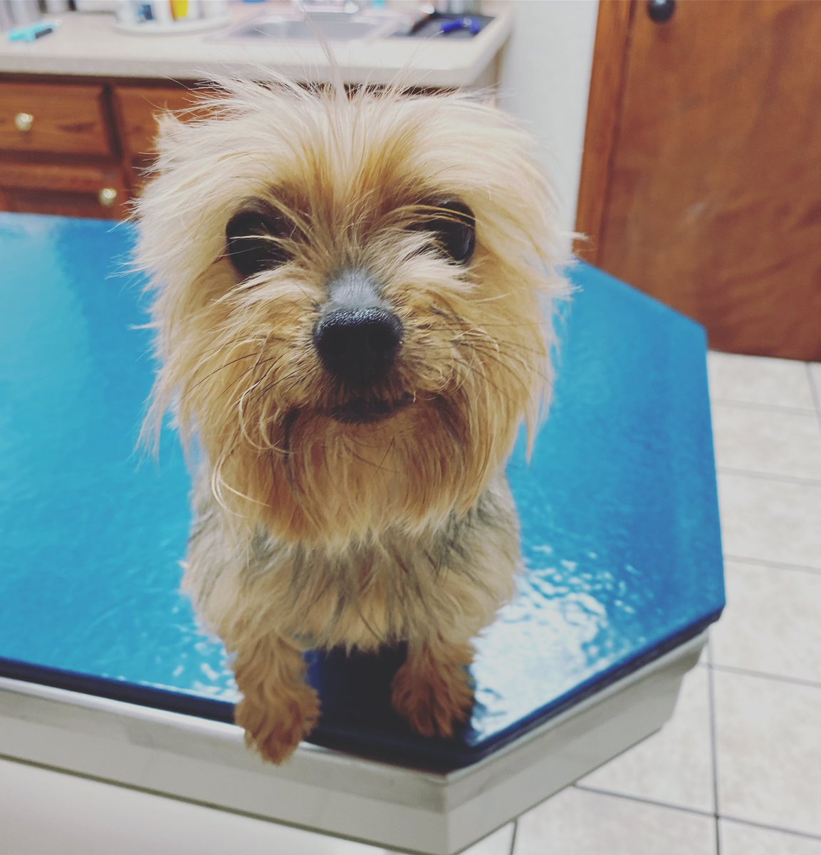 Awhitewater's tweet photo. @OrangeSoylent Guess who pooped feathers yesterday…. She’s quite proud https://t.co/lTJKxUi1Rh