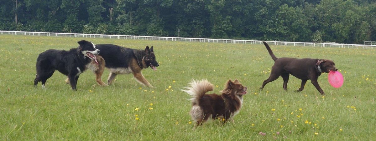 CollieJake's tweet image. 'Mire time
Happy pups 😁