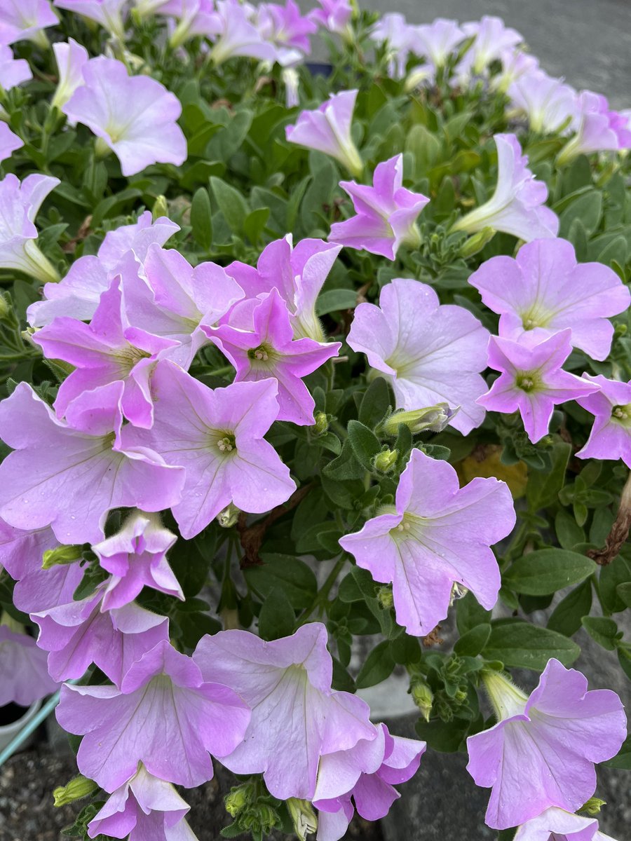 おはようございます😊お疲れ様です😊関東甲信地方梅雨入りましたね😊今朝やや雨足強めです☔️通勤通学充分お気をつけてね😊雨具着てこ😊わたしもゆとりもって安全運転します😊よろしくお願い致します😃いつも優しいつながりありがとうございます😊Smile😊