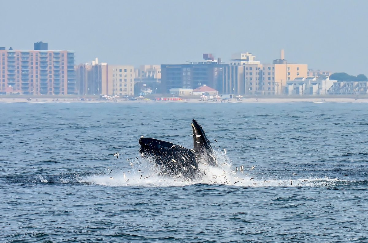 It's #WorldOceansDay 💦 
Here's a #humpbackwhale fr a whale watching trip I took last year, feeding along the waters of Long Island #NY
They feed so close to our shores, let's do our share to protect and nurture our natural resources. 💦🐋💦#WorldOceanDay #OceanFirst