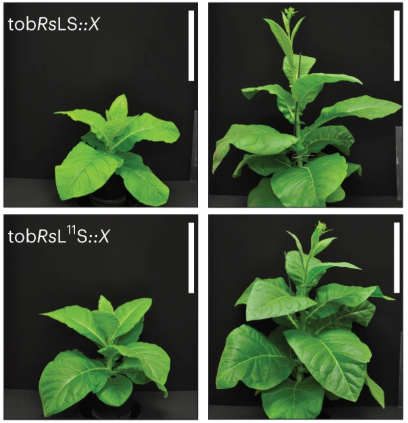 New Article: "Grafting Rhodobacter sphaeroides with red algae Rubisco to accelerate catalysis and plant growth" rdcu.be/dd5IP

Structure-guided changes from a very effective red algae Rubisco into a bacterial enzyme improves its CO2-fixing traits and growth in tobacco.