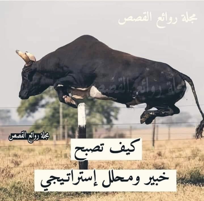#في احدى الحظائر تم فصل الأبقار عن الثيران
بسور لغرض التلقيح في وقت معين .

جاء أحد الثيران وقد ثارت غريزته ولم يستطع
الصبر حتى اليوم المحدد.
فسأل عن كيفية عبور الأسلاك الشائكة ؟!
فدلوه على ثور كبير يجلس بعيدا يطلق عليه
(الخبير الاستراتيجي)

فجاء إليه وسأله عن كيفية اجتياز السور