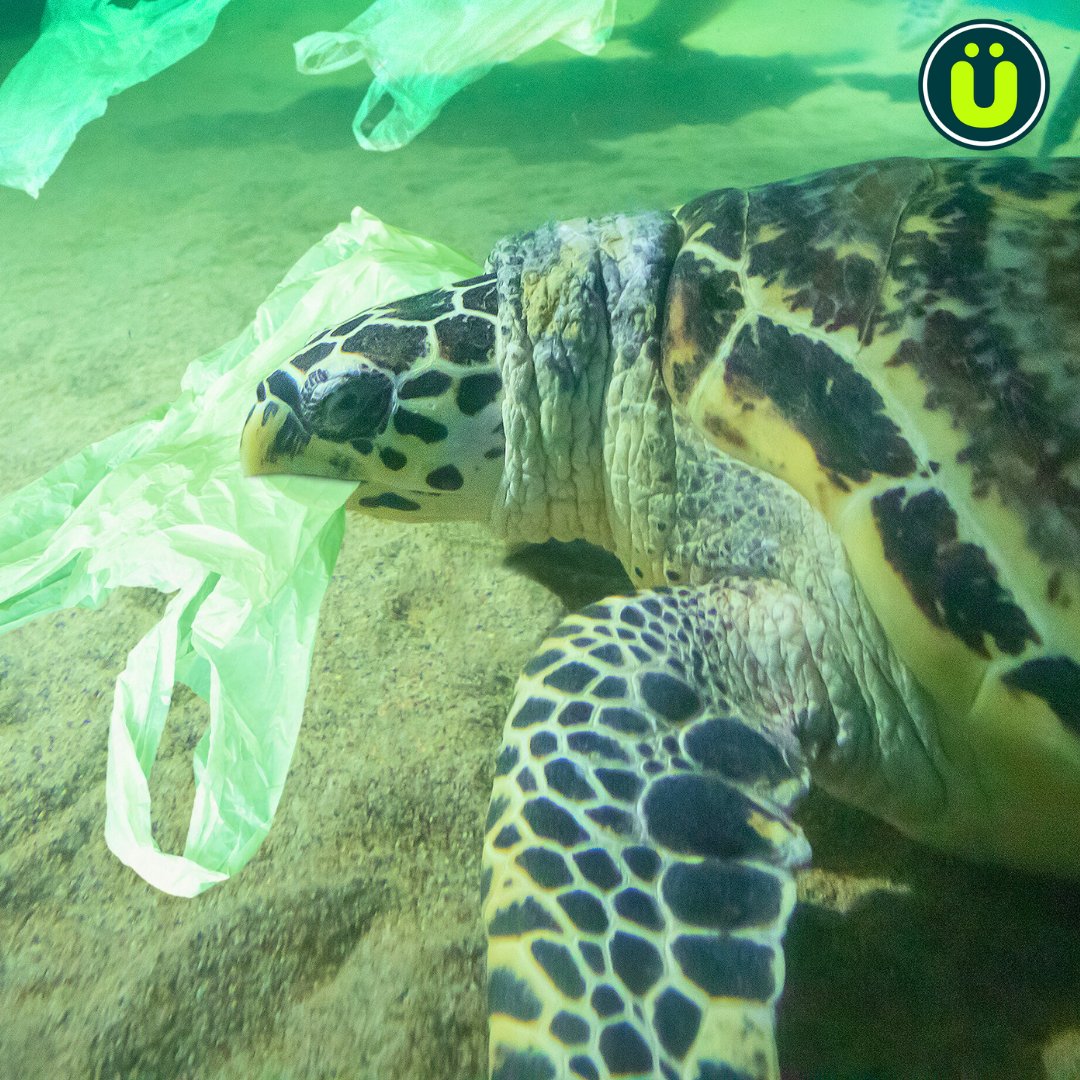 UberFacts on Twitter "Experts predict that by 2050, there will be more