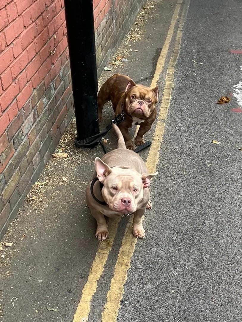 Animal Adoptions UK 🐕‍🦺🐈🐎 ️ on Twitter "Please retweet, 2 dogs