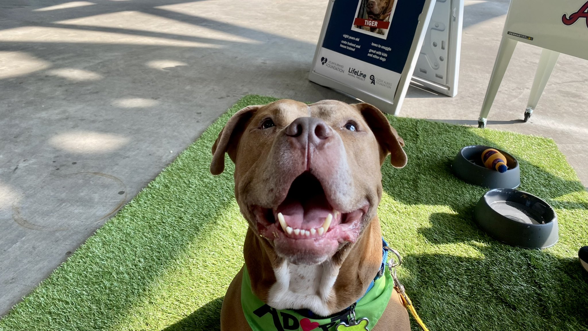 Atlanta Braves Dog 