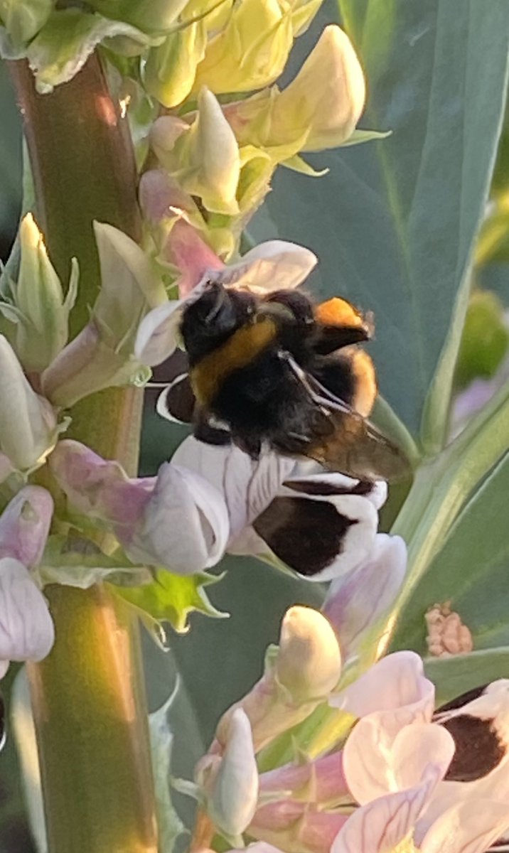 Haughton Honey 🌸 (@haughtonhoney) on Twitter photo Sharing is caring! Bees going great guns on the field bean ('the bean machine' © <a href="/ElmTreeBees/">Chris Manton</a> 🤣) If we get the promised downpours over the weekend followed by hot and humid weather then it should be dripping 🍯 Sharing is caring! Bees going great guns on the field bean ('the bean machine' © <a href="/ElmTreeBees/">Chris Manton</a> 🤣) If we get the promised downpours over the weekend followed by hot and humid weather then it should be dripping 🍯