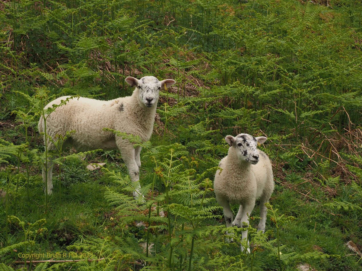 Lambs near Keld, Swaledale @ThePhotoHour @rtArtBoost @FotoRshot #Swaledale #YorkshireDales #photography #nature #landscapephotography