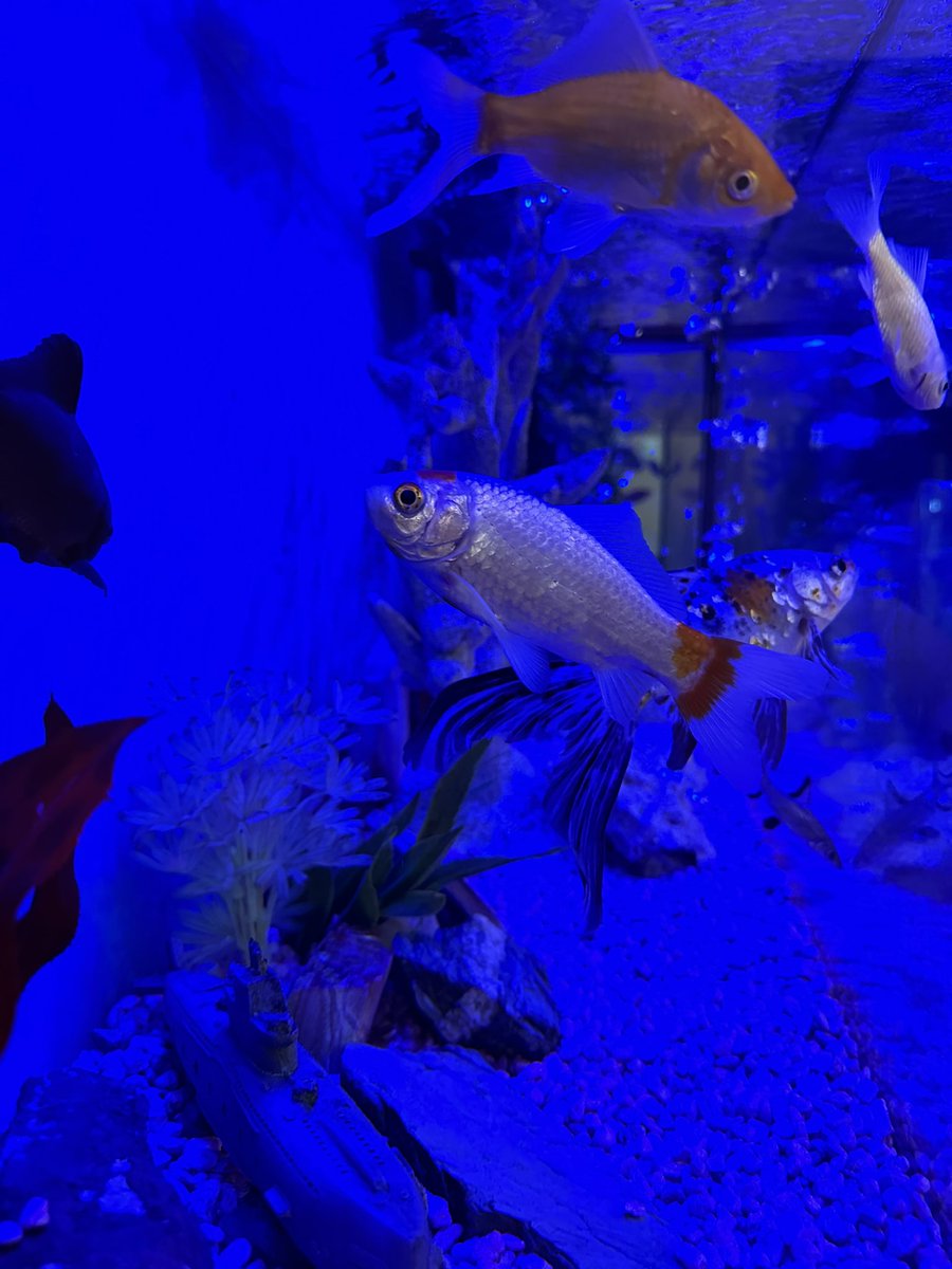 N🅰️TURE 🦍 tweet media