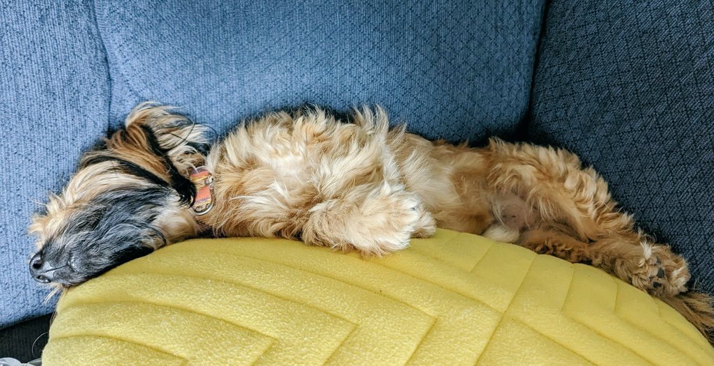 Lord Pillows tweet media