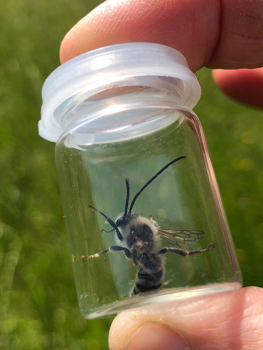 nikkigammans's tweet photo. The team had an excellent day today surveying @hukins_hops farm. They recorded two rare s41 bee species, the long horned bee and the ruderal. Beautiful wild flower meadows, we look forward to setting up #BeeWalks here @BumblebeeTrust #pollinators #bumblebees #wildflowers https://t.co/PJ7ih74zbi