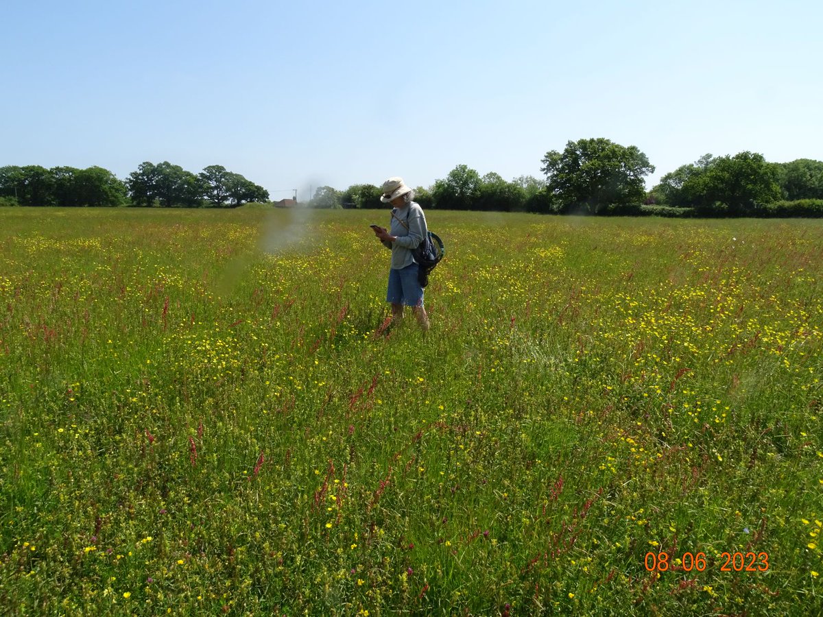 nikkigammans's tweet photo. The team had an excellent day today surveying @hukins_hops farm. They recorded two rare s41 bee species, the long horned bee and the ruderal. Beautiful wild flower meadows, we look forward to setting up #BeeWalks here @BumblebeeTrust #pollinators #bumblebees #wildflowers https://t.co/PJ7ih74zbi