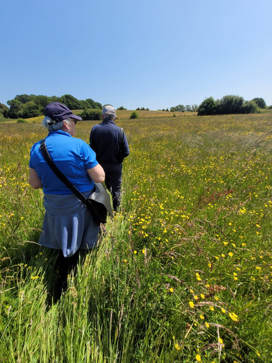 nikkigammans's tweet photo. The team had an excellent day today surveying @hukins_hops farm. They recorded two rare s41 bee species, the long horned bee and the ruderal. Beautiful wild flower meadows, we look forward to setting up #BeeWalks here @BumblebeeTrust #pollinators #bumblebees #wildflowers https://t.co/PJ7ih74zbi