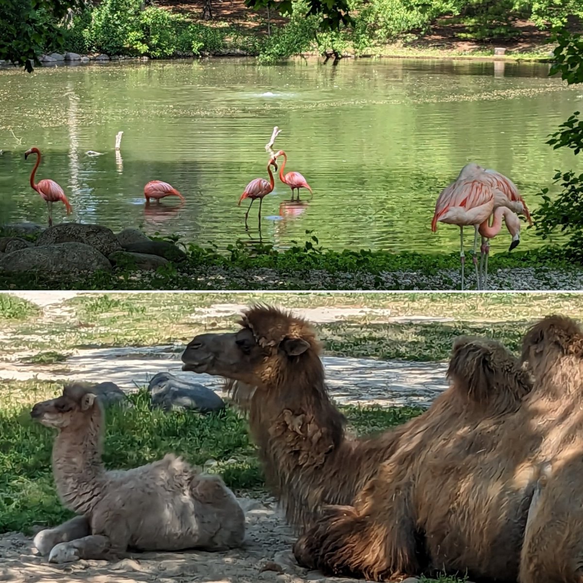 Took a field trip to the Milwaukee Zoo today! Lots of fun and beautiful weather! 

Follow us on Facebook & Instagram!
#angelbdesigns4you #tags #gifttags #cards #greetingcards #scrapbook #scrapbooking #scrapbooklayout #photoalbum #handmade #smallbusiness #zoo #zooanimals #mkezoo