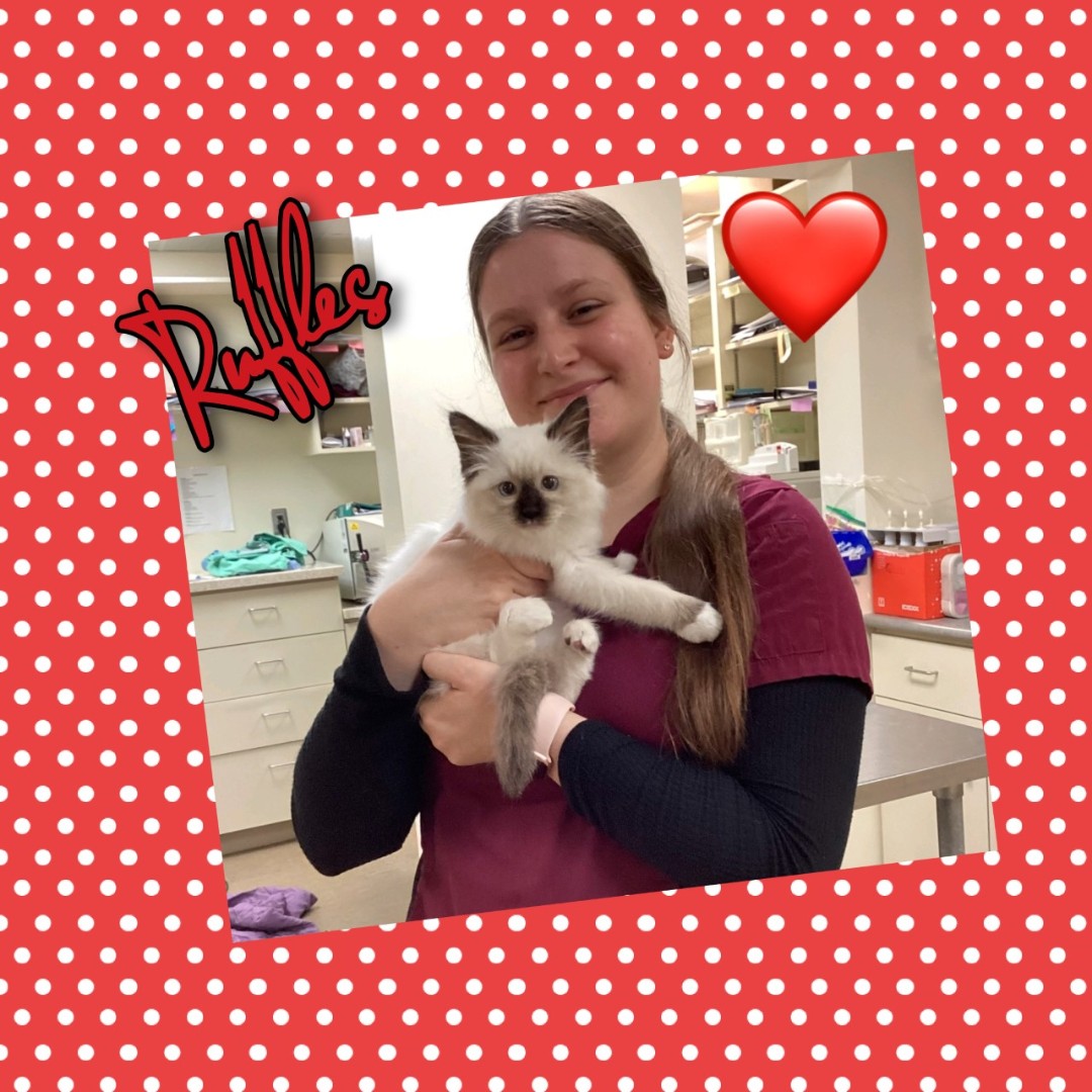 Introducing Ruffles!
#Petoftheday #kingston #ontario #24hrhospital #afterhoursvet #veterinarycare #petcare #animalhospital #24hour #princessanimalhospital #kingstondowntownanimalhospital