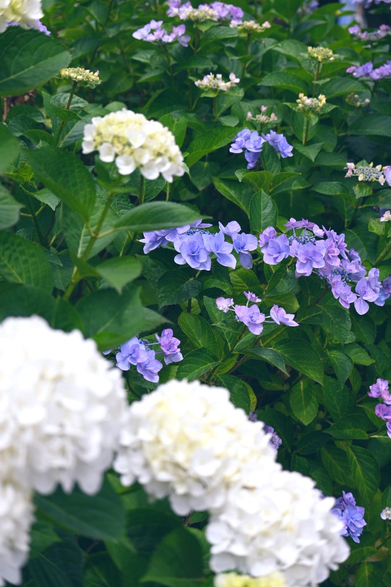 middsphd's tweet image. おはようございます。今朝は雨☔️の週末です。先日、スペーシアXの試運転を見ました。ネガティブなことに気持ちを引っ張られないように、宜しければ紫陽花の写真を見て下さいね。足元、体調管理に気をつけて過ごしましょう。穏やかな一日になりますように。#BeSafe #紫陽花 #TestRun
