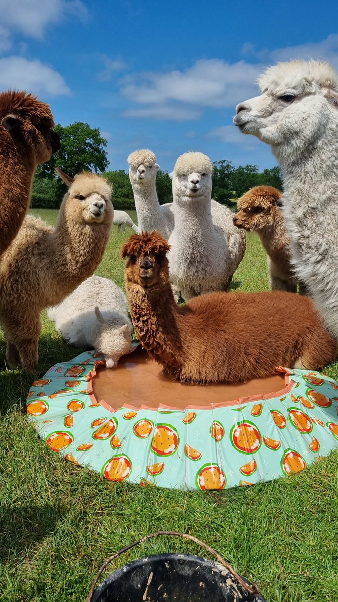 Anyone for a pool party?
#alpacalife #carefree #poolparty