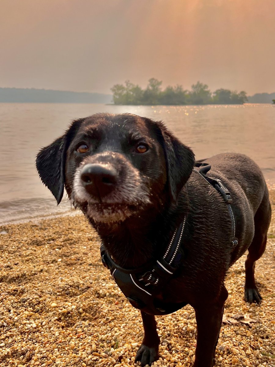 The face your dog makes before and after you eat the last Wendy’s junior bacon cheeseburger.