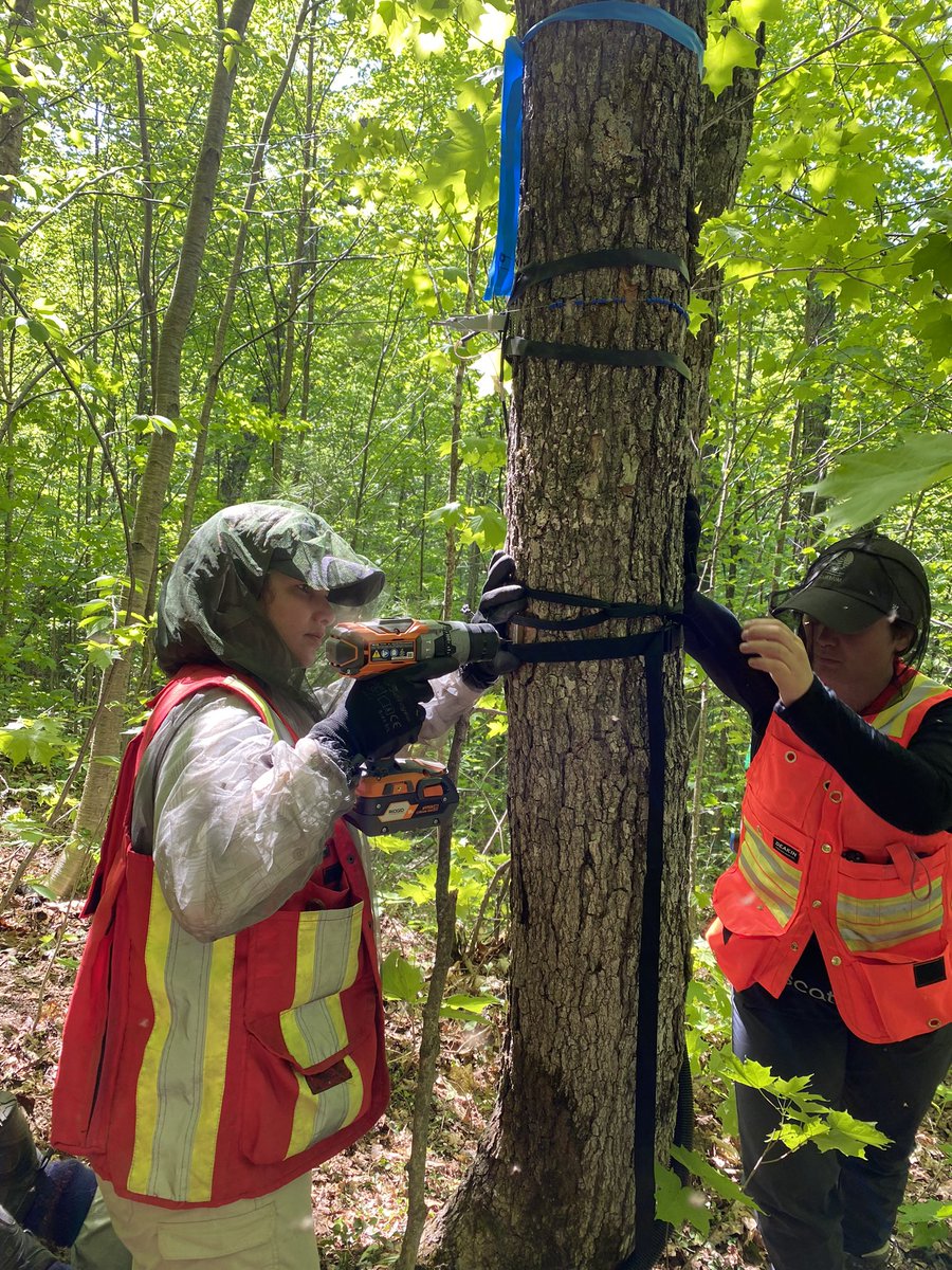 Turkey Lakes Watershed tweet media