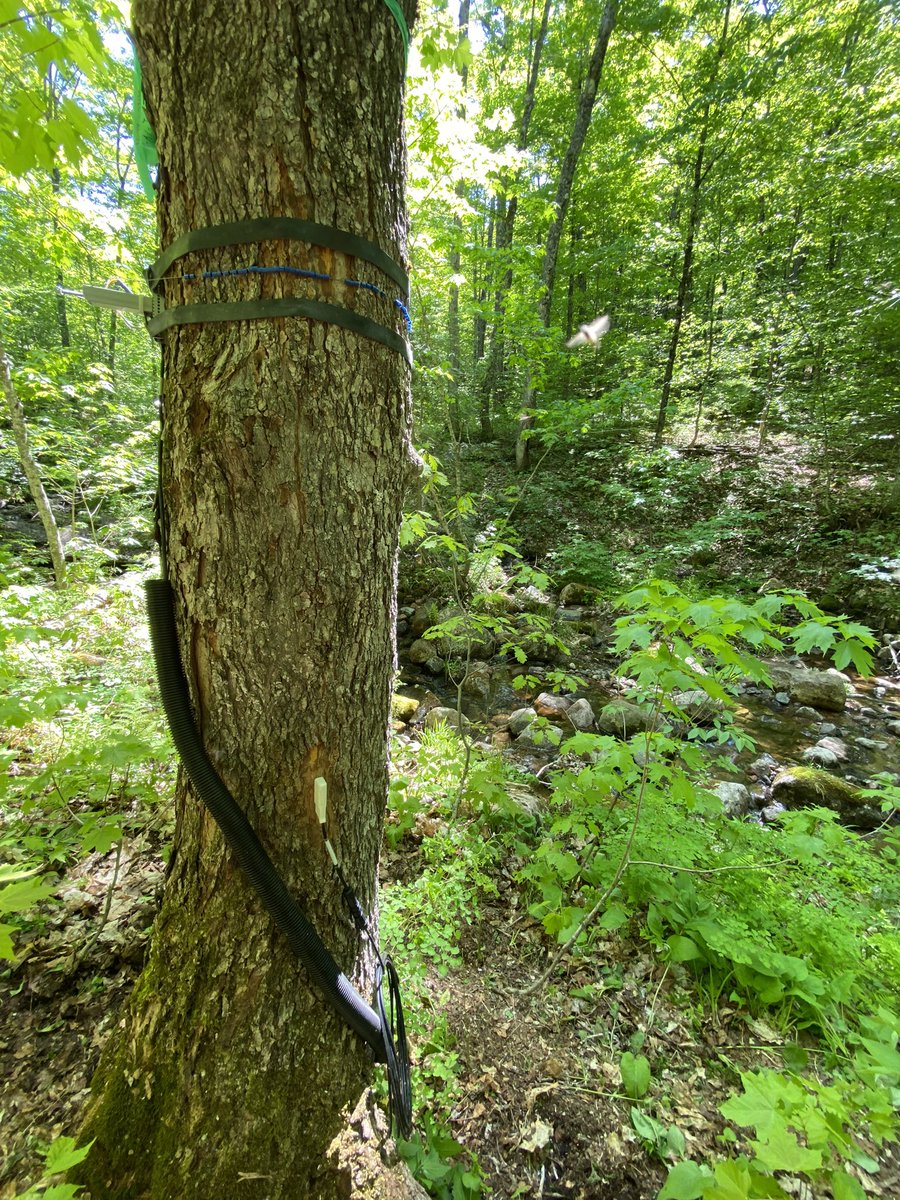 Turkey Lakes Watershed tweet media