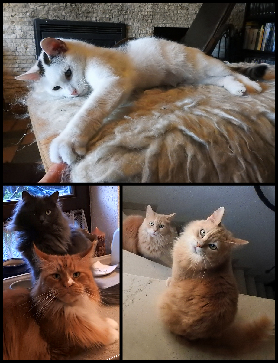 The  reason we're in Germany now: catsitting these furry sweeties for our  friend Cheryl from Witches Brew while she's on a trip abroad. So since  we're here, we've changed the shipping rates to German ones in our shop.  If you want to add something (...)  facebook.com/MetalOnMetalRe…
