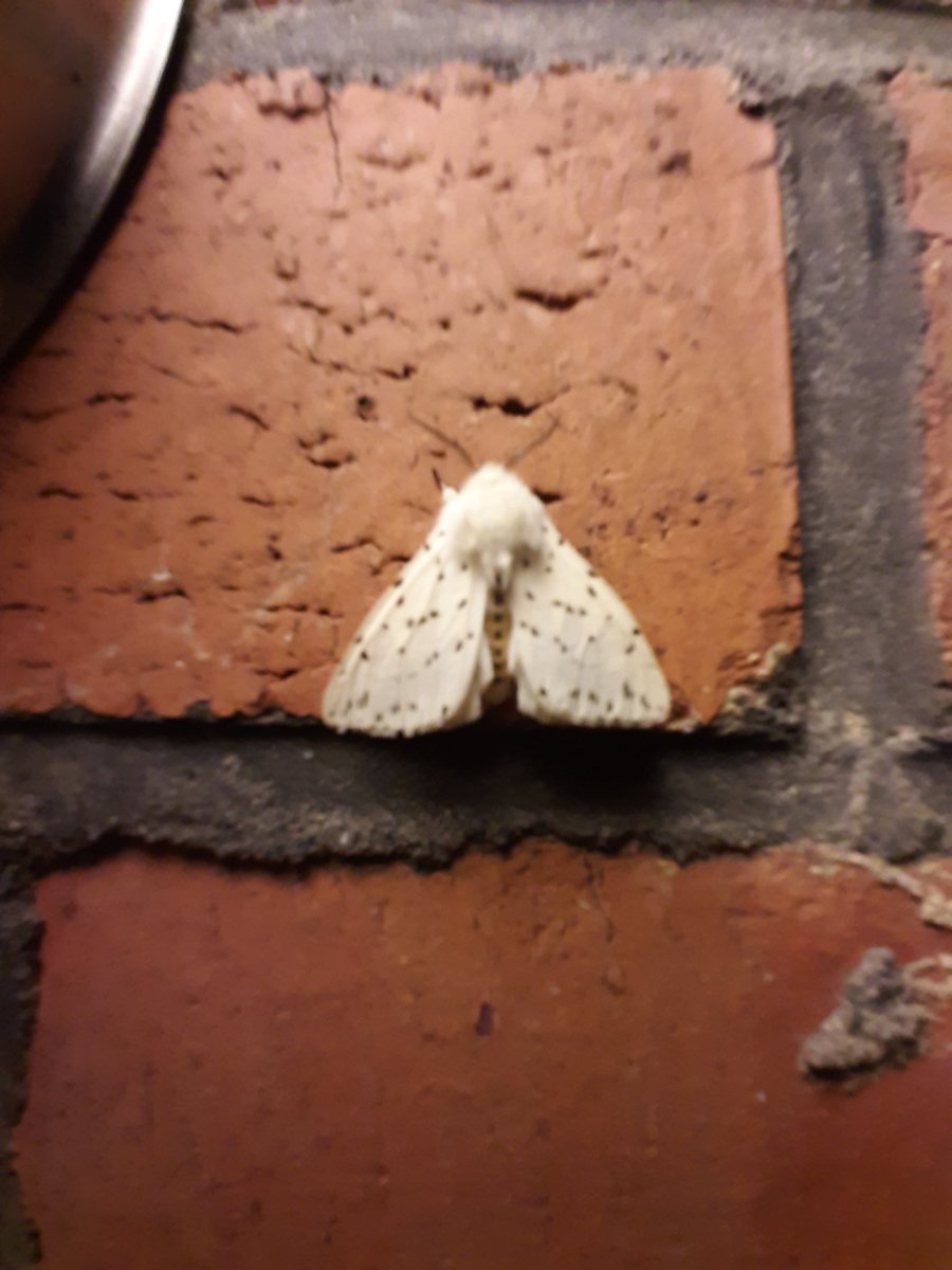 Kann jemand helfen? Welchen Kandidaten haben wir hier? <a href="/falterverwalter/">falterverwalter</a> vlt.?