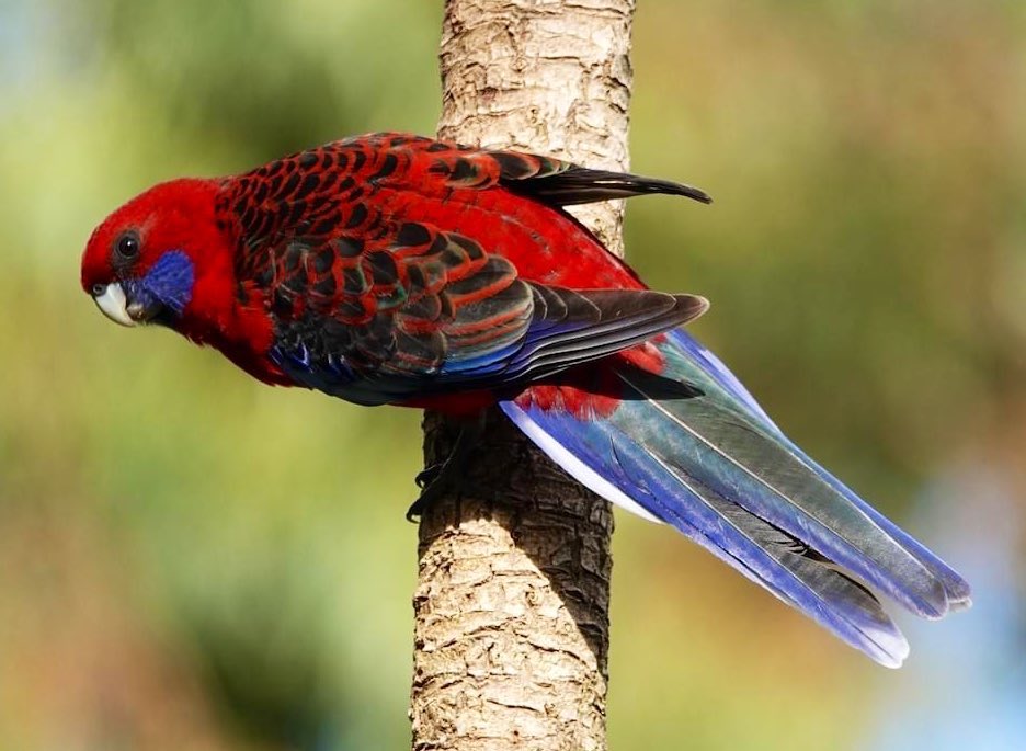 #FirstSeenAndHeard #FSAH 

Seen: Crimson Rosella. Heard: White-browed Scrubwren. South Gippsland, Australia

@birdemergency 
#birdwatching #BirdTwitter #birdphotography #WildOz #bird #TwitterNatureCommunity #BirdsSeenIn2023 #SonyRX10iv