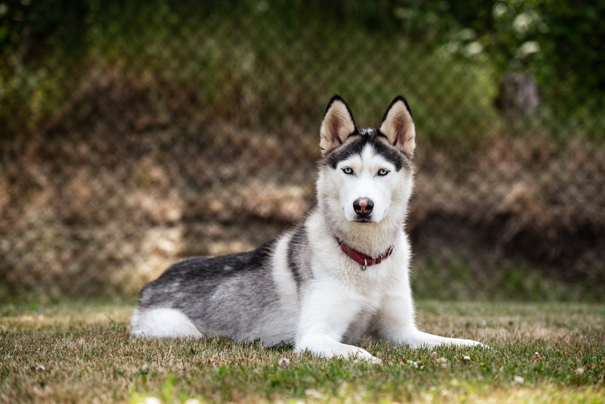 Meet Anaheim! He is our Limelight feature for this week. He's such a good dog! He impressed us! He's 2-years-old and has the ability to calm himself quickly. He's with our friends at Everett Animal Shelter. 🐕