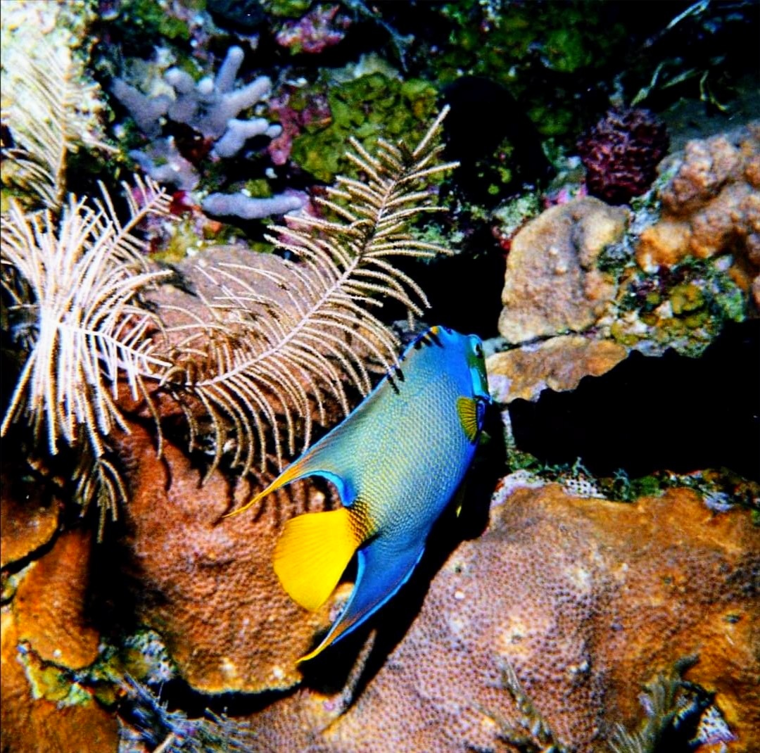 En el Día Mundial de los Océanos mi granito de arena que permite visualizar de qué estamos hablando y por qué resulta vital para la existencia misma de los seres vivos (incluídos nosotros los humanos por supuesto) su conservación y protección. (Foto <a href="/Jorwisan/">JORGE W. SÁNCHEZ L.</a>)