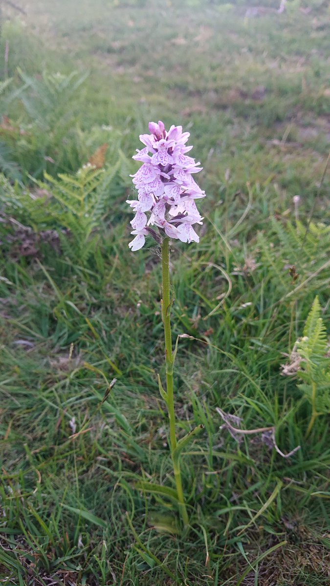 My heath spotted orchid