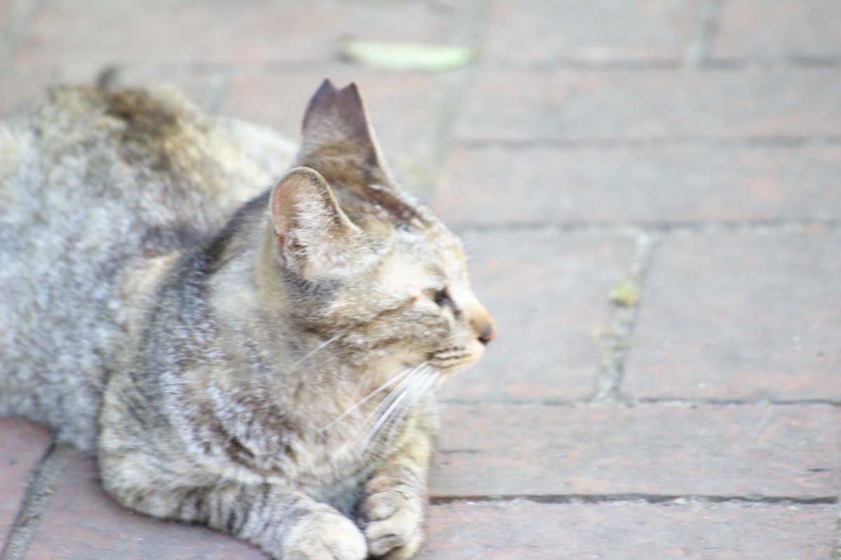 NTR活動で地域に溶け込んでる猫が
増えていきますように✨

#zcat #zcatnft #zcatcoin #ntr