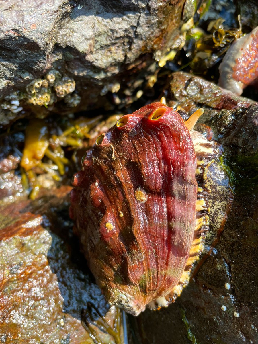 A few of my favorite Pacific Northwest marine invertebrates for #WorldOceansDay2023