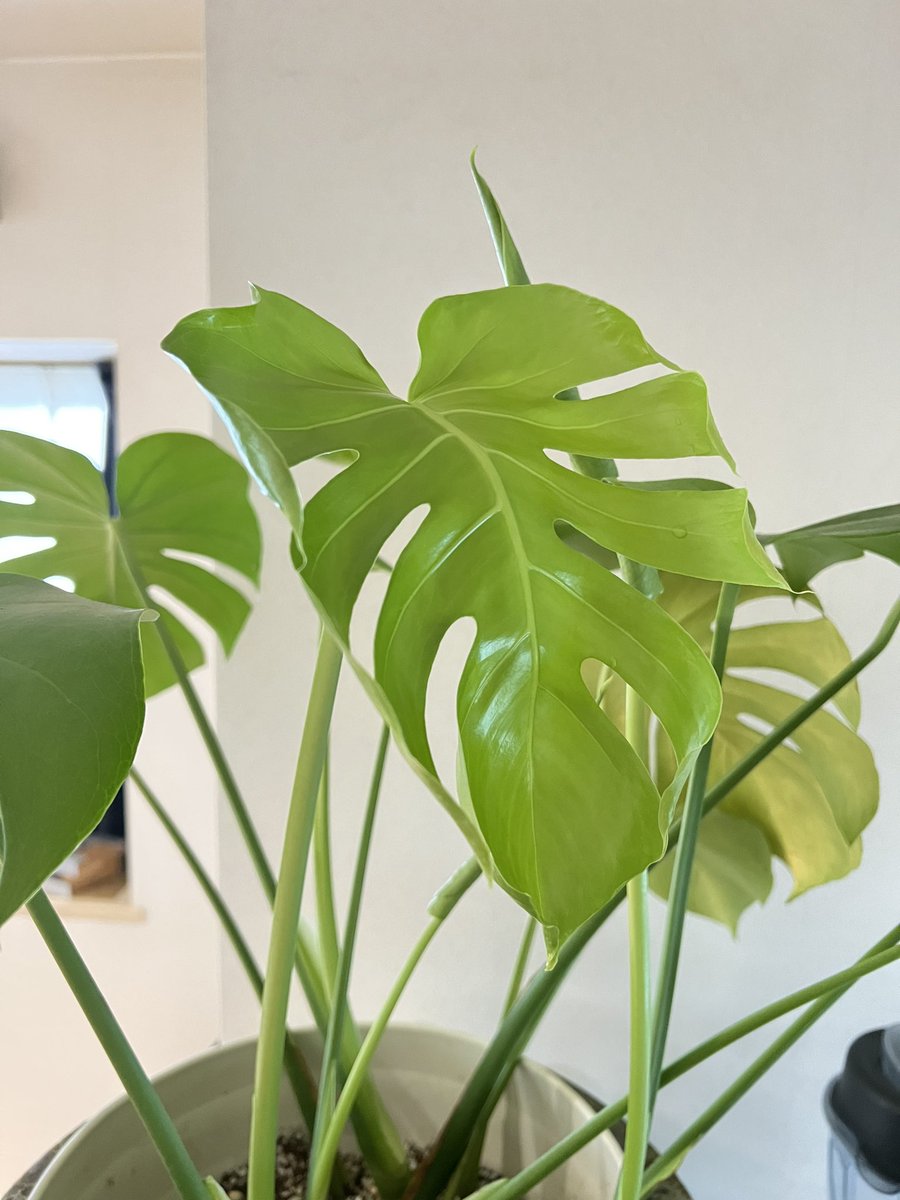 ASIAN_ESPOIR's tweet photo. おはよう🌱モンステラ

大きな子が開いてるー

この、やわやわな黄緑色が
たまらんー😍

梅雨もみんな
元気に過ごせるといいな🌱

#大田区 #多摩川 #モンステラ #観葉植物 https://t.co/eYY5anJNJh