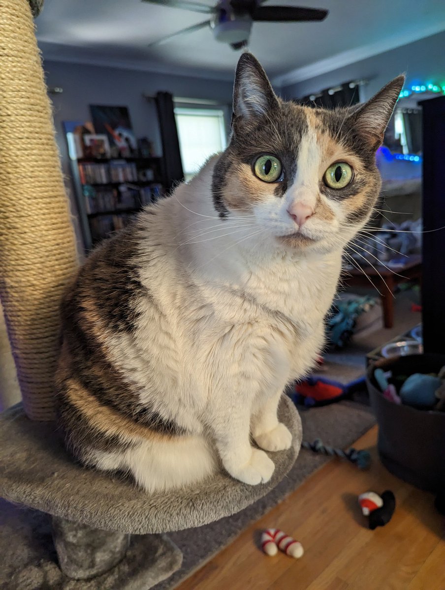 SithWaterDancer's tweet photo. @ClaireRousseau &amp; @ManyATrueNerd #petpictures and this is Peaches!! https://t.co/rGeyjefGjJ