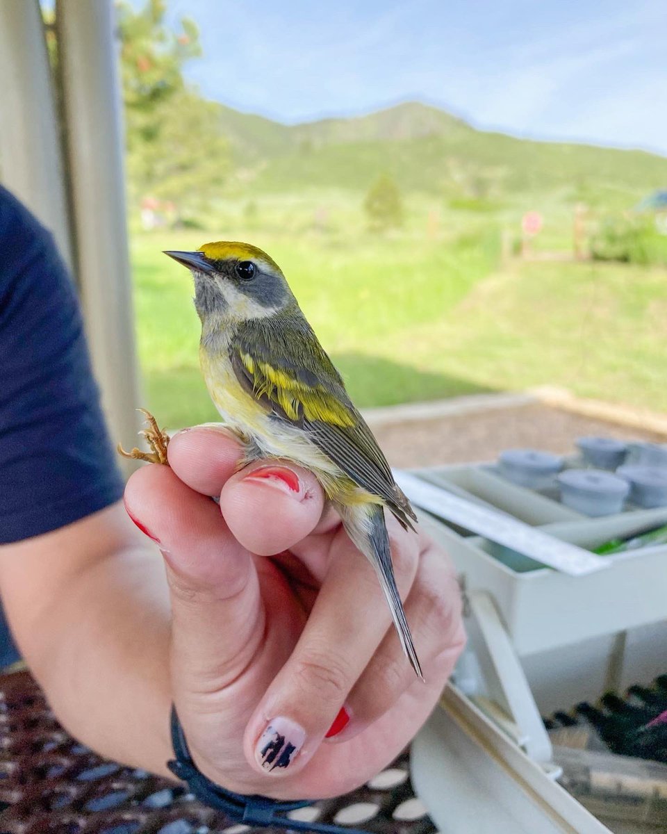 So star-struck 🤩 A rarity for the state, this Golden-winged Warbler flew into one of the 4 nets we were able to open yesterday morning. A lifer for most of us and the first potential pollen sample taken for the species 💛

All birds handled safely and with proper permits ✨