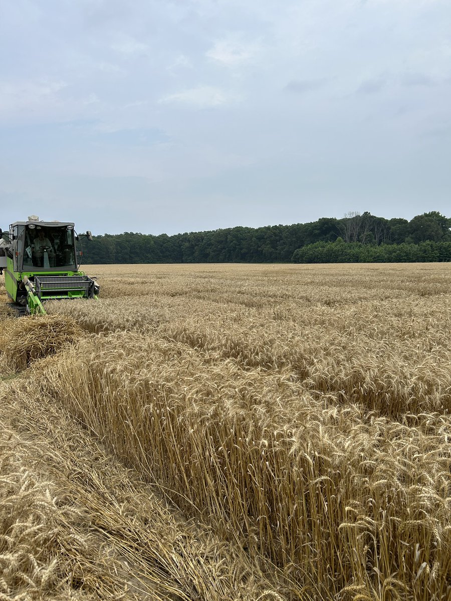 Pine Tree Research Station (@stationpine) on Twitter photo #wheat variety test getting harvested today. <a href="/Ark_VT/">Arkansas Variety Testing Program</a> <a href="/ArkAgResearch/">Arkansas Agricultural Experiment Station</a> <a href="/AgWriterArk/">🧨 Ferndale Int’l Observatory</a> #wheat variety test getting harvested today. <a href="/Ark_VT/">Arkansas Variety Testing Program</a> <a href="/ArkAgResearch/">Arkansas Agricultural Experiment Station</a> <a href="/AgWriterArk/">🧨 Ferndale Int’l Observatory</a>