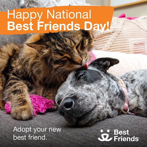 Happy #NationalBestFriendsDay! 🧡
#savethemall 
#adoptdontshop #dogs #cats #animalsarethebest