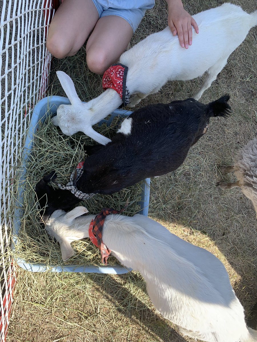 Some of the AMAZING things we saw today for @KathyrnSchool’s first Aggie Day! #rvsed #agforlife