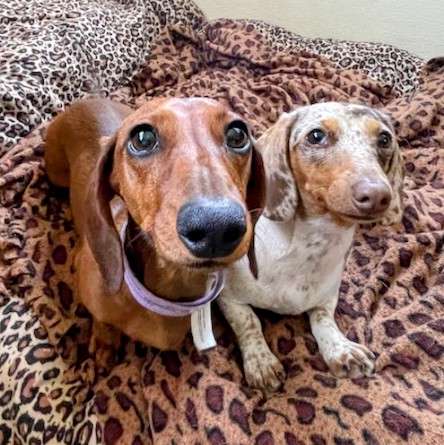 Schnapps - Adventure Dackel tweet media