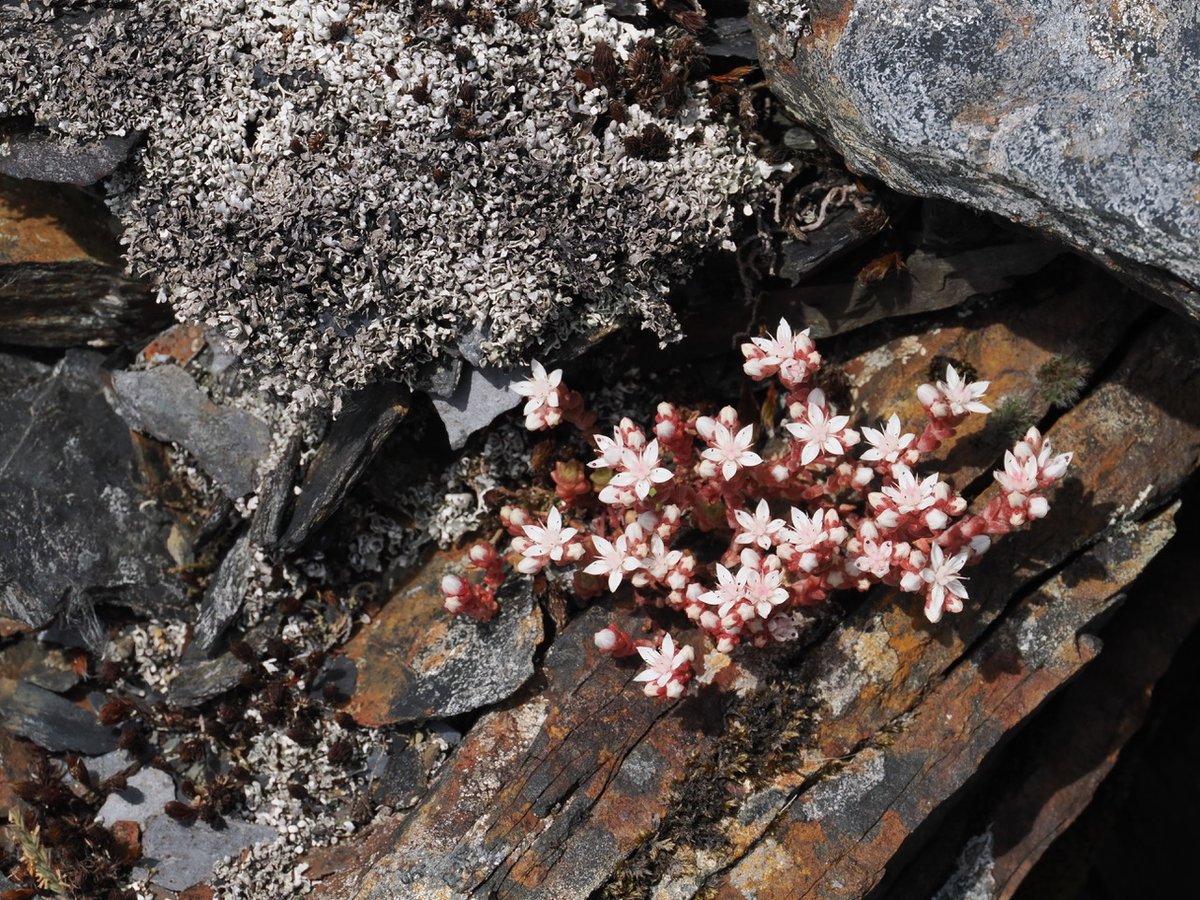 lostboyy35 tweet media