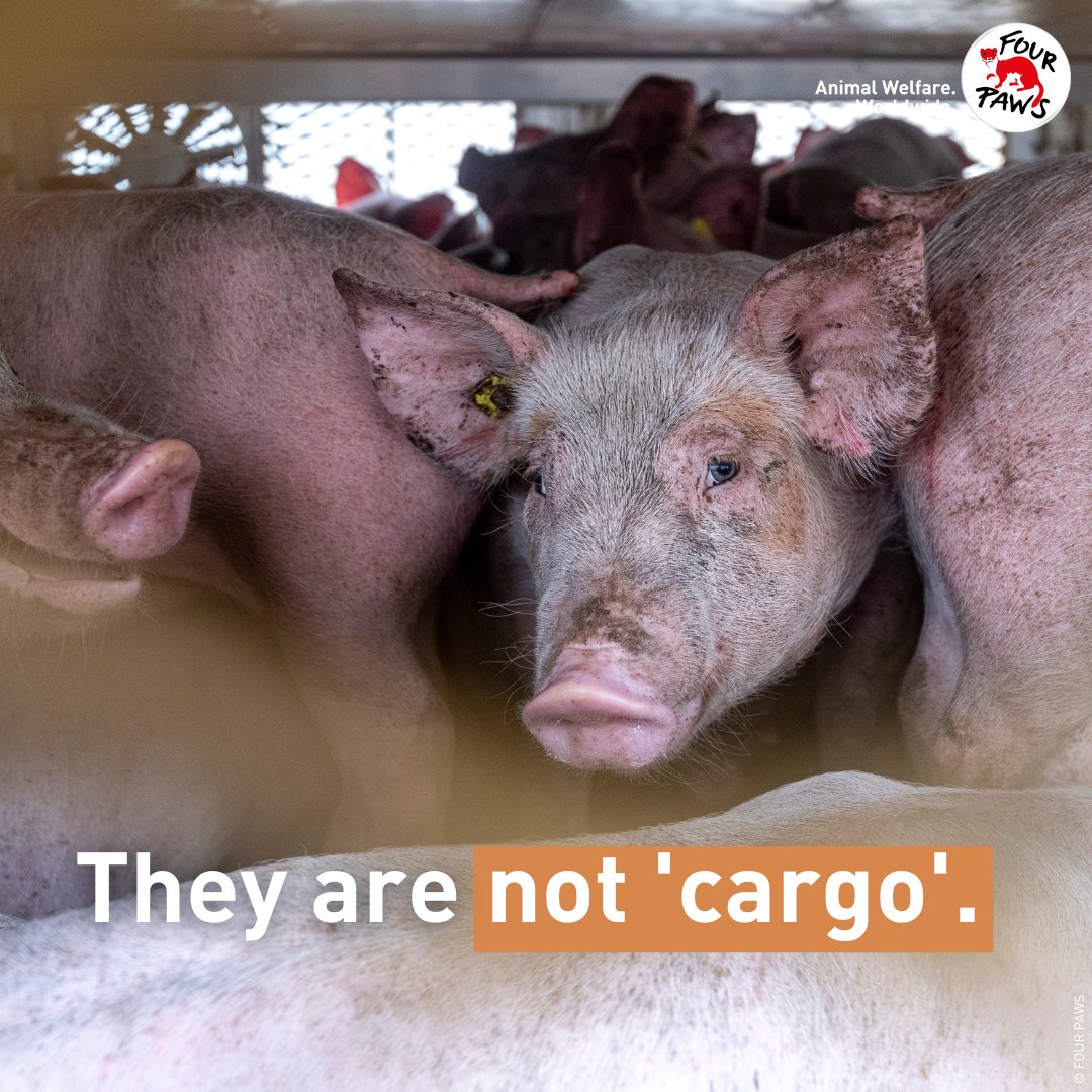 fourpawsAU's tweet image. Animals are living beings, they deserve better. ❤️ 

#stopfactoryfarming #pigs #farmedanimals #farmanimalfriday