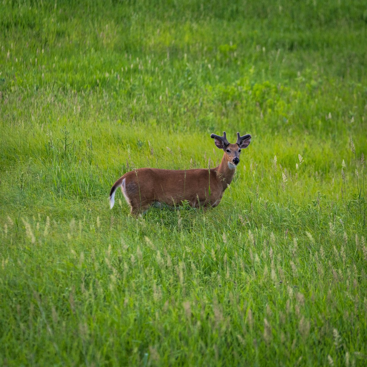 OzonicsHunting's tweet photo. Signs of summer.
#ozonics #ozonicshunting #hunting #velvetbucks #velvetfiliming #buck #deer #whitetail #treestands #scouting #crops #corn #growing #nature #outside https://t.co/ggFGsvvELJ