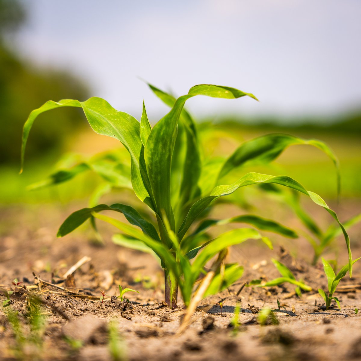 OzonicsHunting's tweet photo. Signs of summer.
#ozonics #ozonicshunting #hunting #velvetbucks #velvetfiliming #buck #deer #whitetail #treestands #scouting #crops #corn #growing #nature #outside https://t.co/ggFGsvvELJ