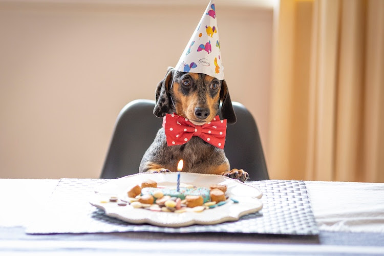 @daichshunds showed up in my email, from BringFido's 17th birthday party ;-)