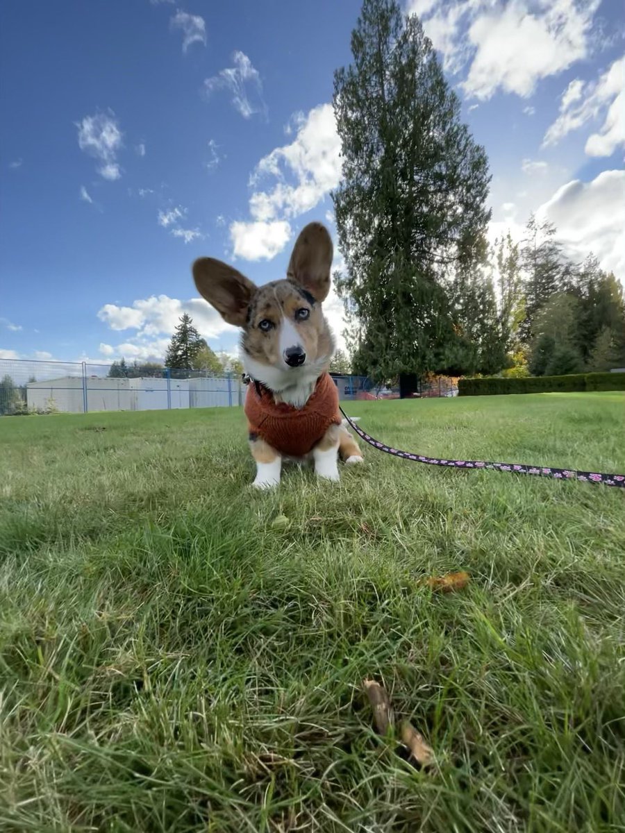 Picklesthecorgi's tweet photo. #ThrowbackThursday to when this sweater still fit and before I (kind of) grew into my ears 👂 https://t.co/HTSd5W8OO6