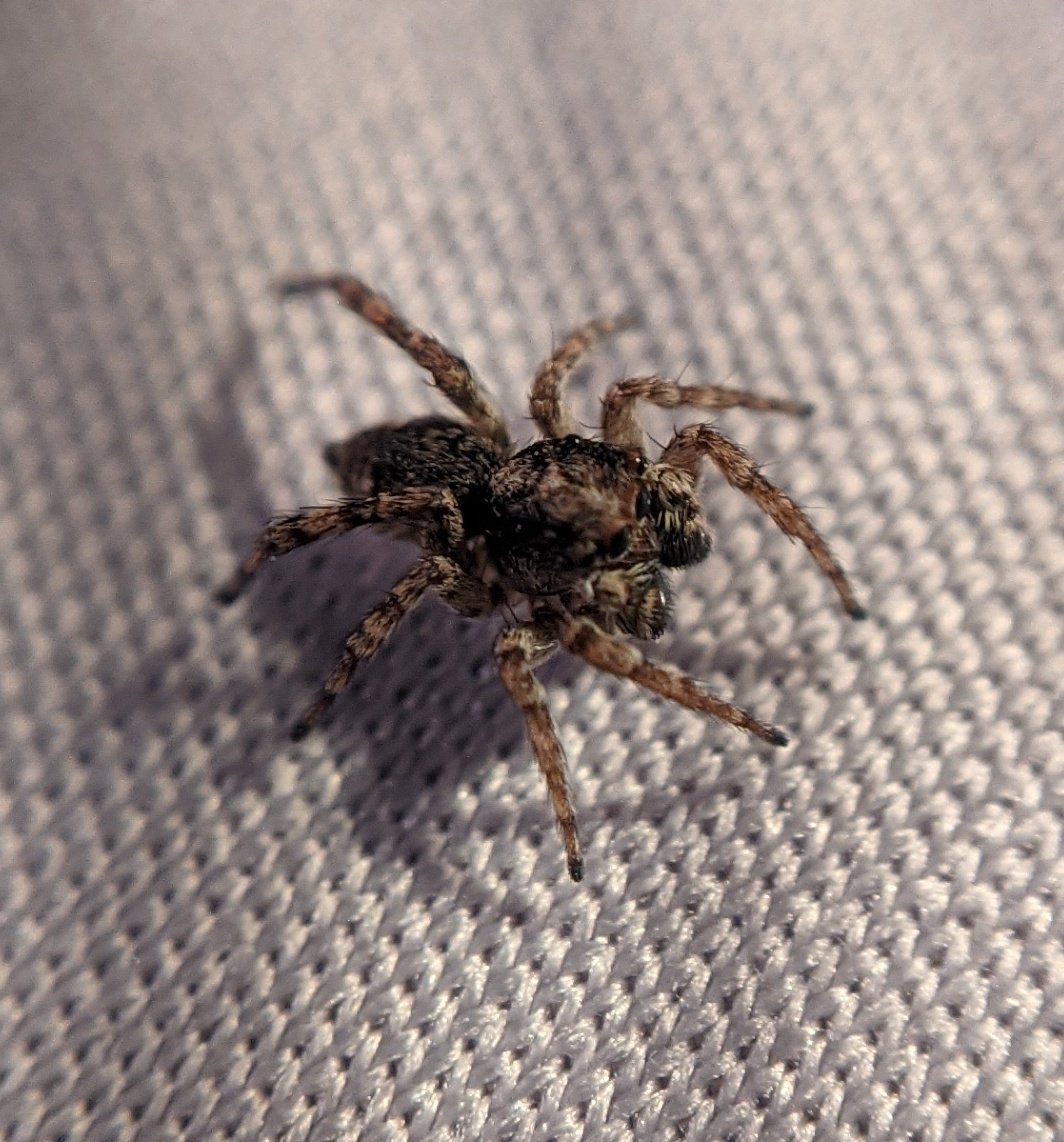 lesbomaticnb's tweet photo. cw /// spiders !

hi friends im never active anymore but i caught some lil jumping spiders while working today and i wanna show them off somewhere since all of my friends hate the concept lol

(focus isnt great i was using a macro lens on Moving Objects) https://t.co/Kyvh6K63C2